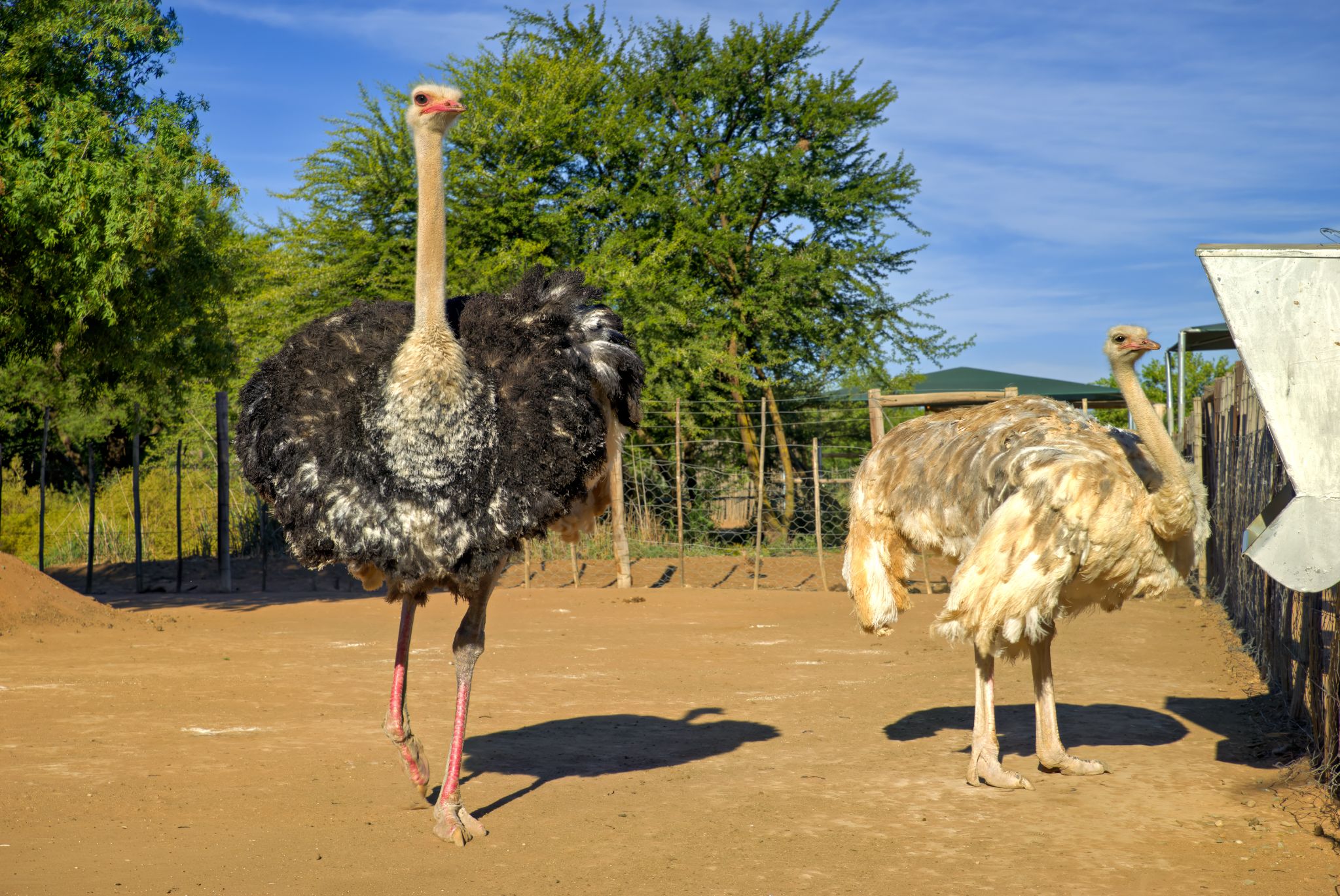 Straußenfarm in Oudtshoorn: Strauß